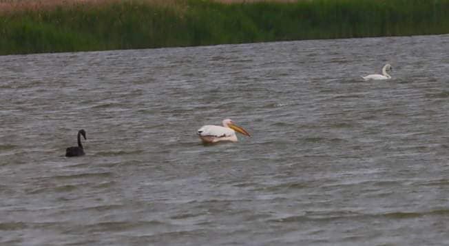 Прилетела после катастрофы на Днепре. Под Одессой заметили очень редкую черную птицу (фото)